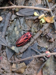 Sphenoclypeana parana