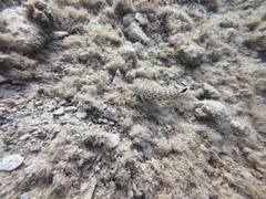 Parapercis hexophtalma