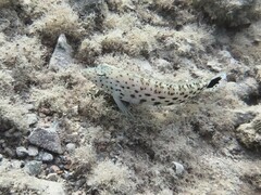 Parapercis hexophtalma