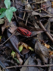 Sphenoclypeana parana