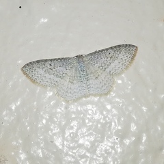 Poecilasthena pulchraria