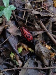 Sphenoclypeana parana