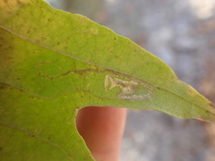 Ectoedemia