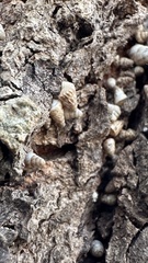 Cochlicella