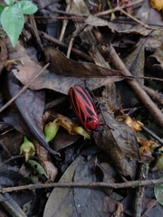 Sphenoclypeana parana