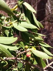 Tricalysia cryptocalyx image