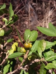 Tricalysia cryptocalyx image