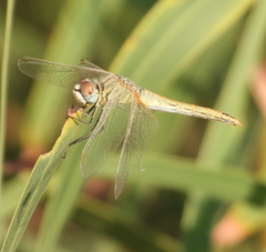 Sympetrum fonscolombii