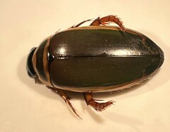 Dytiscus habilis
