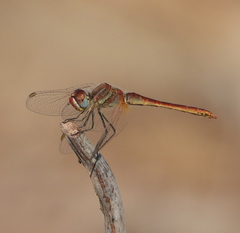 Sympetrum fonscolombii