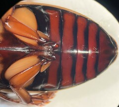 Dytiscus habilis