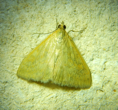 Sitochroa verticalis