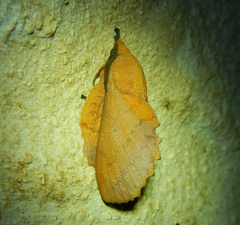 Gastropacha quercifolia