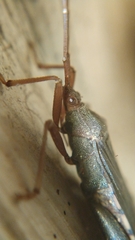 Cloresmini