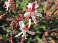 Pelargonium crithmifolium