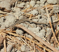 Ophisops elegans schlueteri