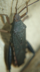 Cloresmini