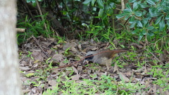 Pterorhinus perspicillatus