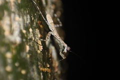 Liturgusa