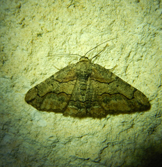 Menophra japygiaria