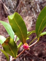 Tricalysia cryptocalyx image