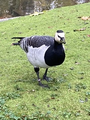 Branta leucopsis