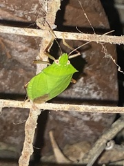 Chlorocoris