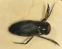 Graptocorixa abdominalis