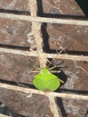 Chlorocoris