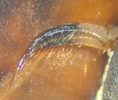 Graptocorixa abdominalis