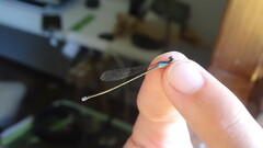 Ischnura fluviatilis