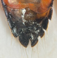 Graptocorixa abdominalis