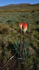 Kniphofia caulescens