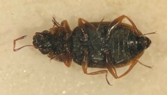 Hydraena leechi