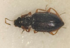Hydraena leechi