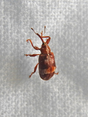 Anthonomus multifasciatus