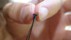 Ischnura fluviatilis