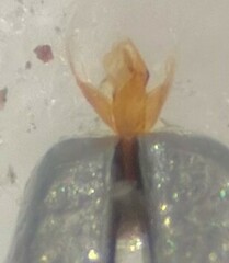 Hydraena leechi