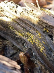Calycina citrina