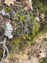 Peltigera didactyla