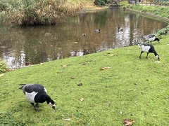 Branta leucopsis