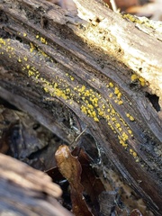 Calycina citrina