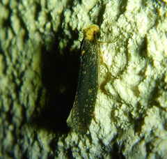 Tineinae