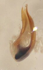 Hygrotus wardii