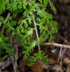 Phacelia distans