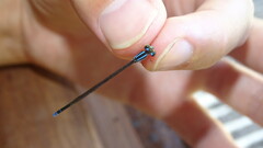 Ischnura fluviatilis