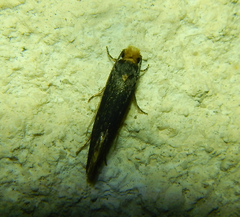 Tineinae