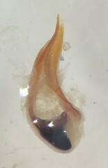 Hygrotus wardii