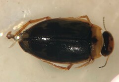 Hygrotus wardii