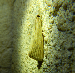 Calamotropha paludella
